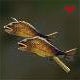 Fish Skewer